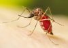Dengue en Misiones