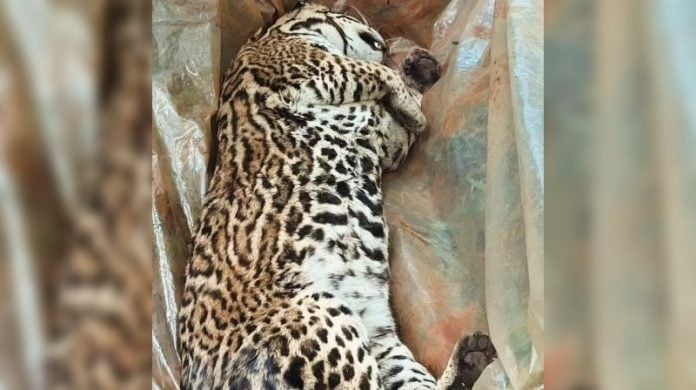 Gato onza muerto en Andresito