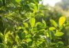 yerba mate