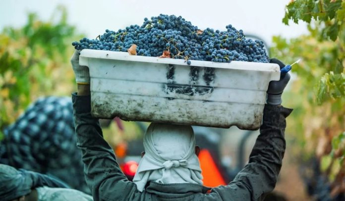 El gobierno nacional desreguló el Instituto Nacional de Vitivinicultura