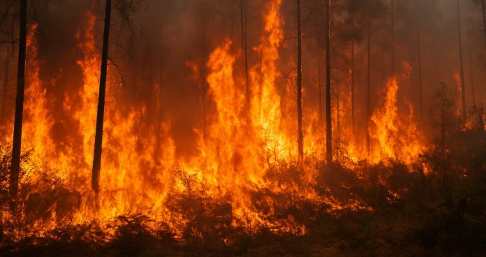 incendio forestal 2