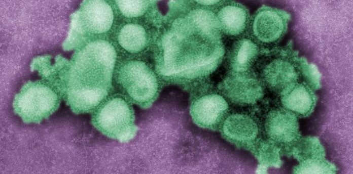 nueva variante de la gripe H3N2