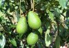 palta