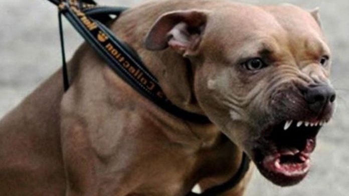 perro pitbull perros agresivos