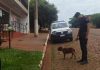 Perro pitbull encontrado herido