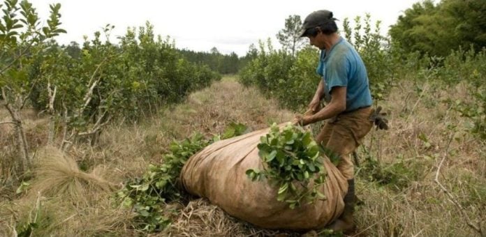 tarefero trabajadores rurales