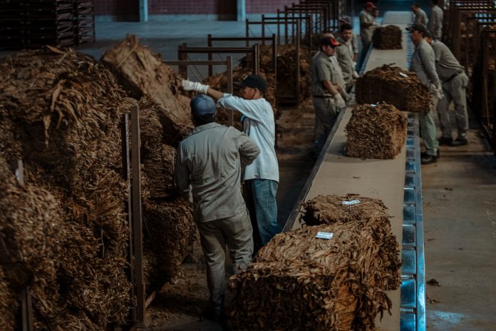 acopio de tabaco en Misiones