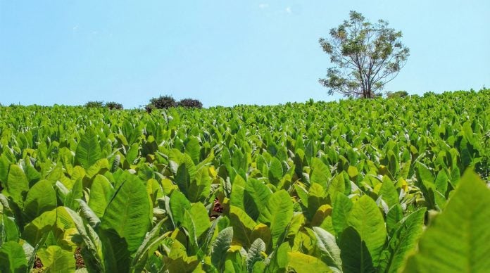 Tabaco-Misiones-01 ministro del Agro