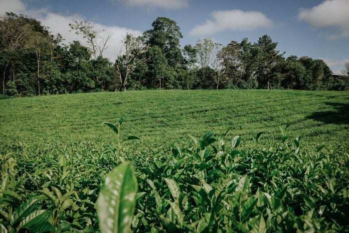 Té Argentino