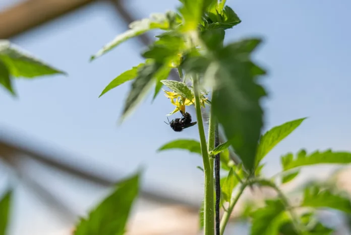 modelo sustentable para la horticultura