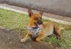 Denuncian a un médico correntino por matar a tiros a un perro