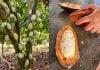 Cacao en Misiones