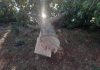 tala masiva de árboles en la ribera del Paraná