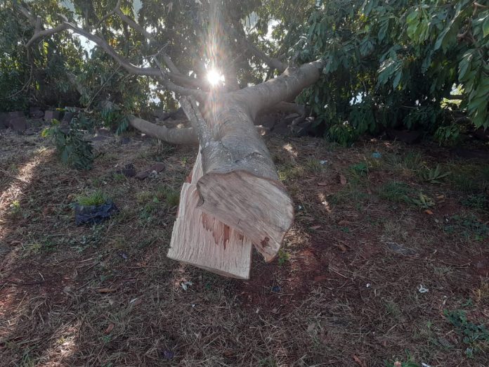 tala masiva de árboles en la ribera del Paraná