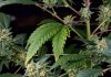 consumo de cannabis frente a menores