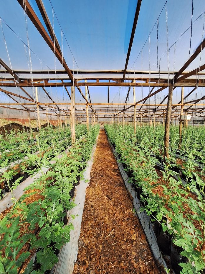centro de producción y validación de tecnologías hortícolas Biofábrica San Vicente horticultura (10)