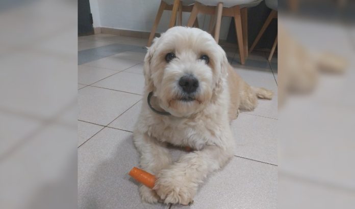dieta de las mascotas