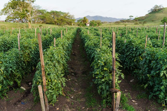 fase-vegetativa-tomate