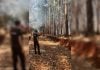 Campo Grande: controlaron un principio de incendio forestal cerca de la Ruta Provincial 8