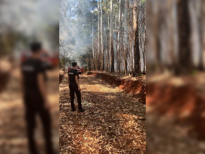 Campo Grande: controlaron un principio de incendio forestal cerca de la Ruta Provincial 8