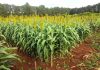 sorgo