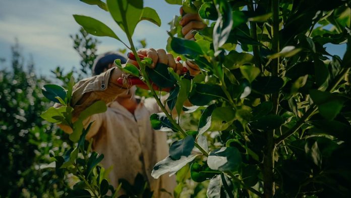 Productores de Misiones expondrán en el Congreso