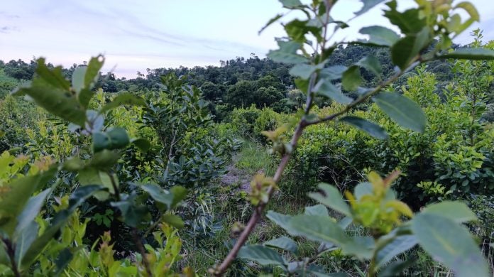 yerba mate Cheques rechazados productores yerbateros