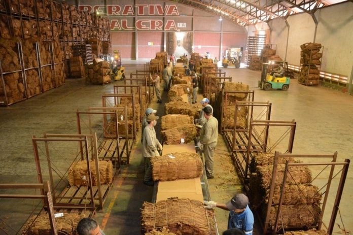 ALEM LA COOPERATIVA TABACALERA DE MISIONES PROYECTA UN 2026 CON BUENAS EXPECTATIVAS
