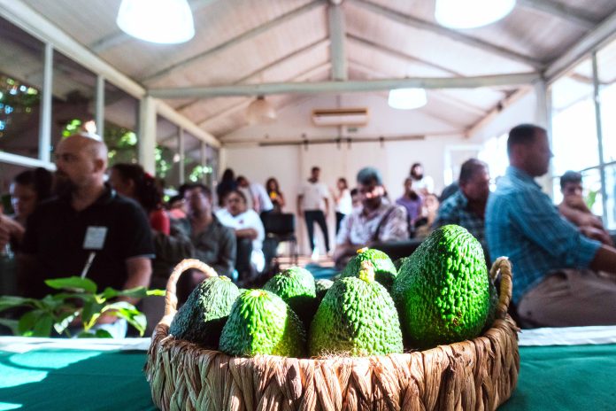 palta