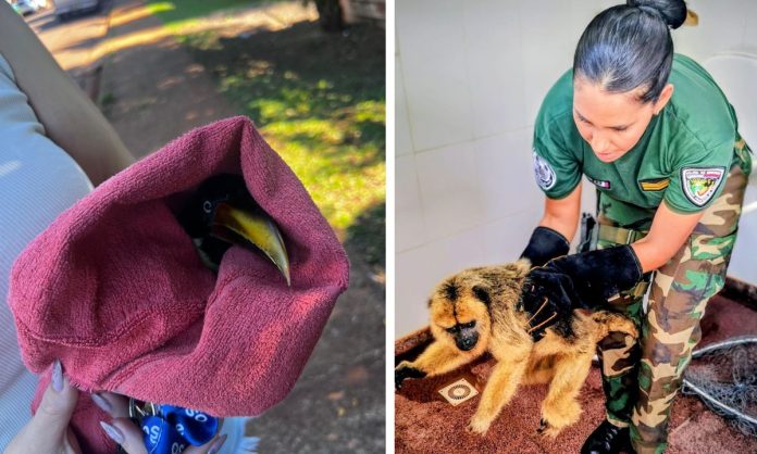 animales rescatados