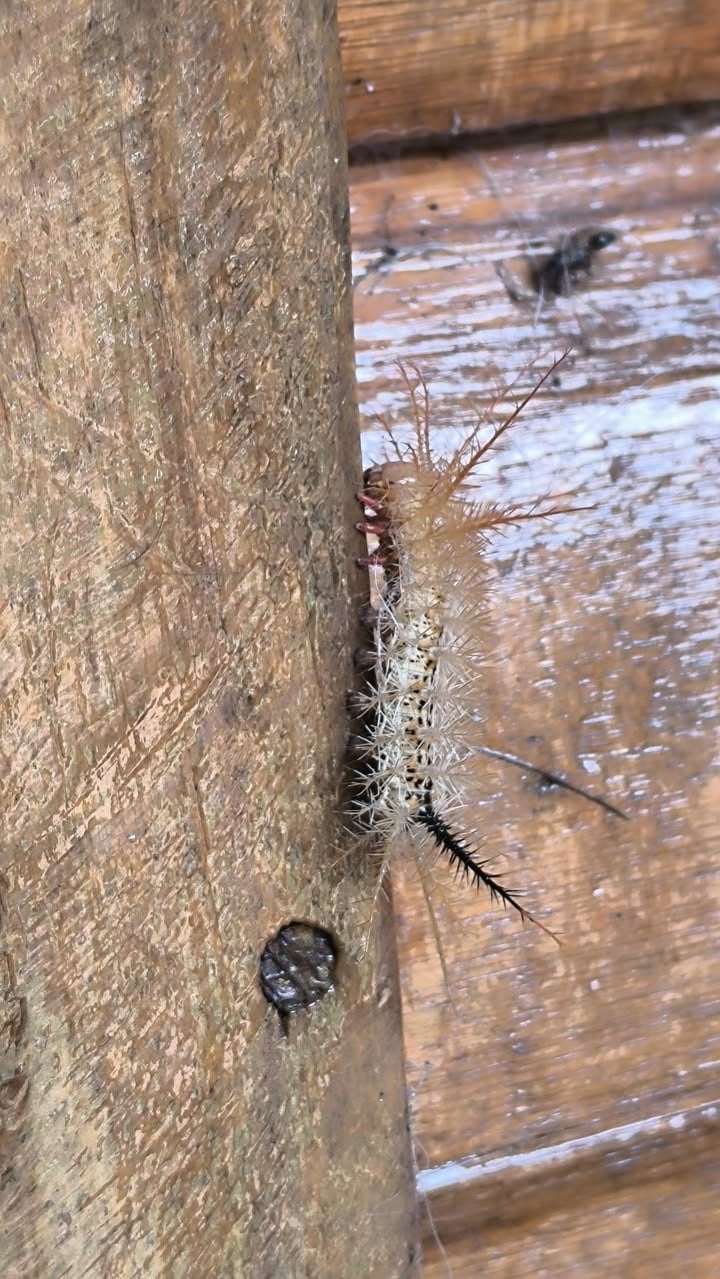 Le cayó una oruga desde un árbol