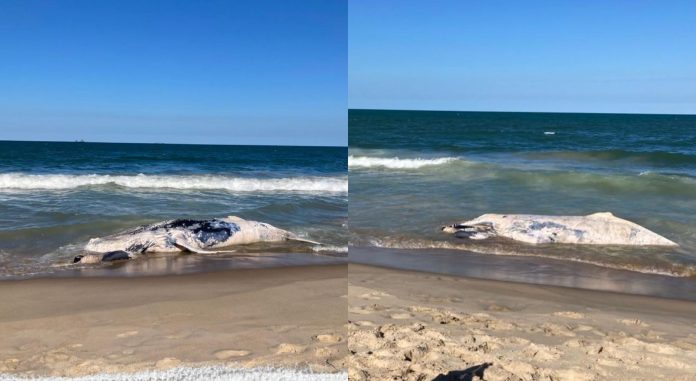 Cría de ballena en una playa de Santa Catarina