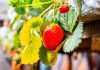 cultivo de frutilla