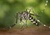 chikungunya en Tucumán