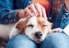 Italia, primer país del mundo en otorgar licencias laborales para cuidar mascotas enfermas
