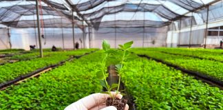 plantines de menta piperita