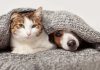Día del Animal