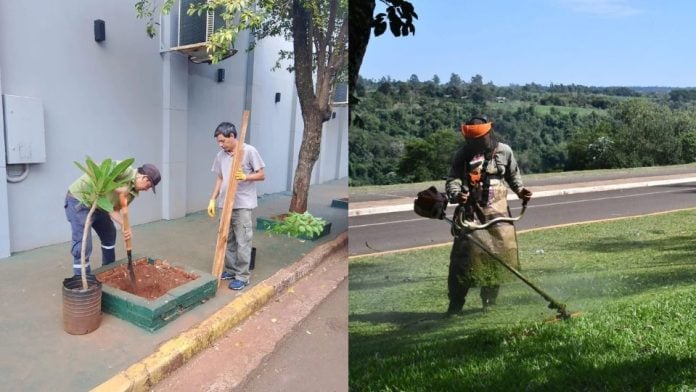 Eldorado impulsa la reposición de árboles y mejora espacios públicos
