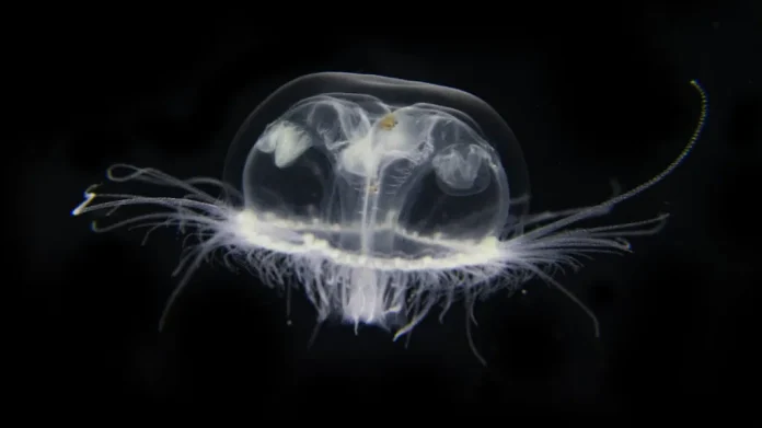medusa invasora de Asia en lagos de Bariloche