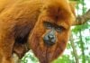 monos carayá rojos