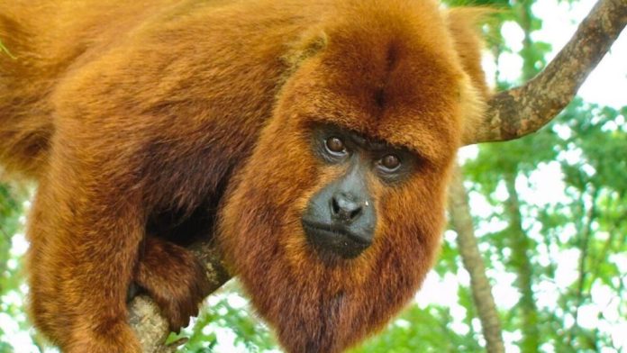 mono carayá rojo Misiones impulsa la reintroducción del mono carayá rojo con un plan científico de conservación