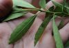 ilex dumosa