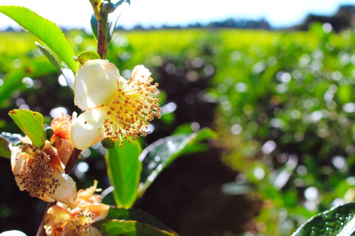 Misiones-te-01 Día Internacional del Té
