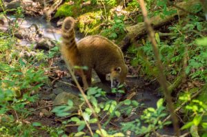 Animales silvestres rescatados y rehabilitados en el Parque El Puma fueron reinsertados en su hábitat natural