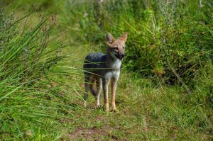 Animales silvestres rescatados y rehabilitados en el Parque El Puma fueron reinsertados en su hábitat natural