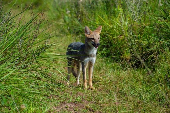 Animales silvestres rescatados y rehabilitados en el Parque El Puma fueron reinsertados en su hábitat natural