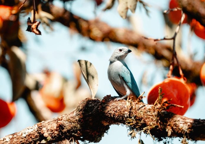 Misiones fue la provincia con más especies registradas en el Gran Día de Observación de Aves