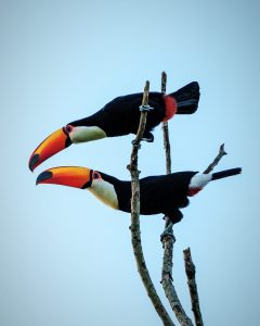 Misiones registró 311 especies de aves