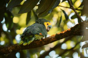 Misiones registró 311 especies de aves