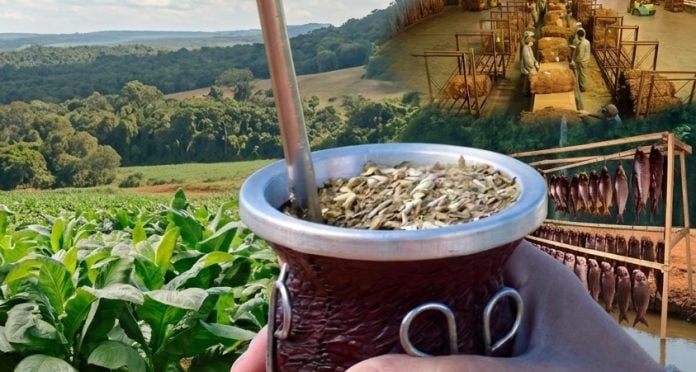 desarrollo misionero